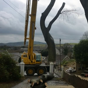Dangerous Tree inspection and removal in Swansea